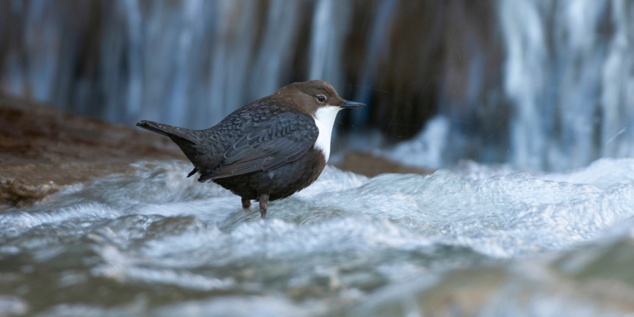 Cincle plongeur les pattes dans l'eau